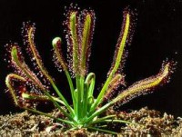 Drosera capensis