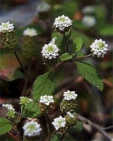 Aztécky cukor  /Lippia dulcis/