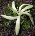 Pinguicula aphrodite